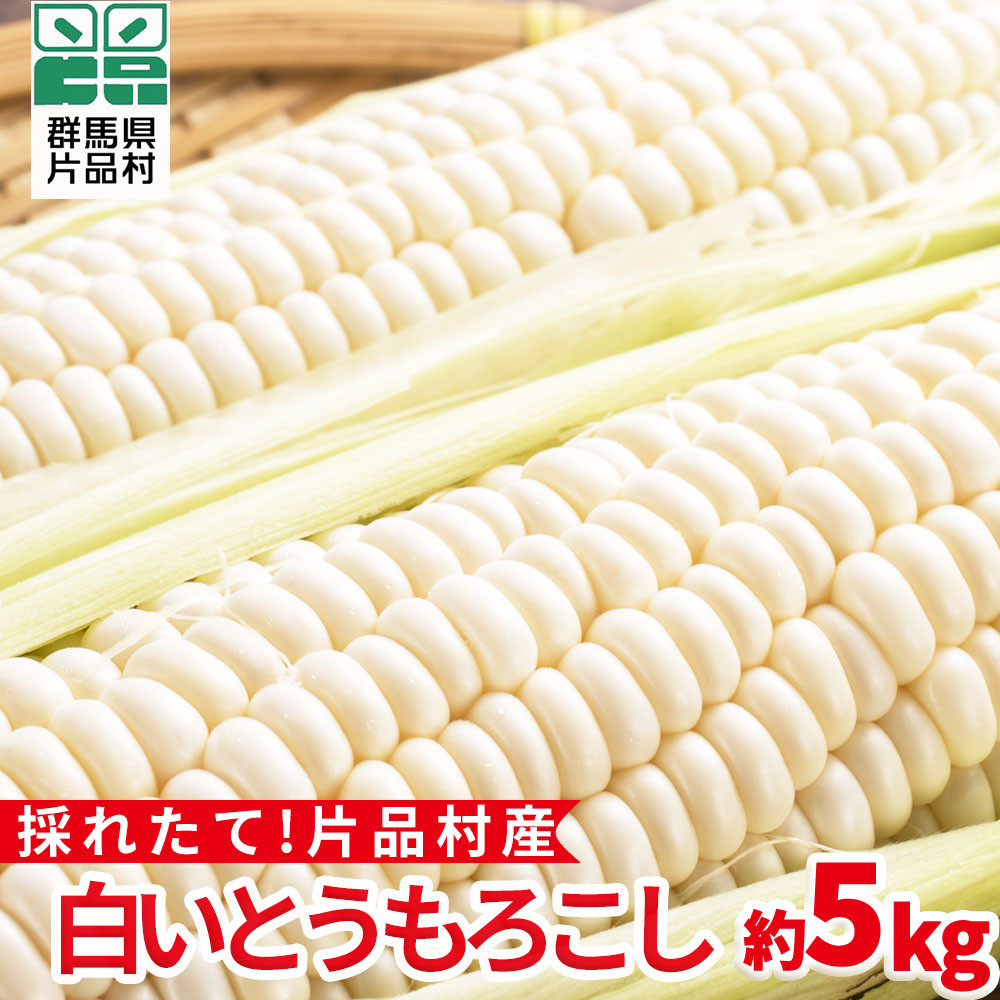 
            【8月10日頃より順次配送】片品村産 白いとうもろこし （ホイップコーン） 約５kg
          