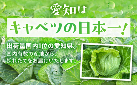 春キャベツ 2玉 旬 野菜 甘い 春キャベツ