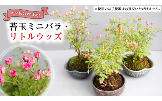 
苔玉ミニバラ ・ リトルウッズ ギフト 鉢植え 花 苔 薔薇 バラ [BN009ci]
