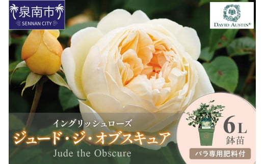 【イングリッシュローズ】デビッド・オースチン ジュード・ジ・オブスキュア6L鉢苗（バラ専用肥料付）【025D-029】