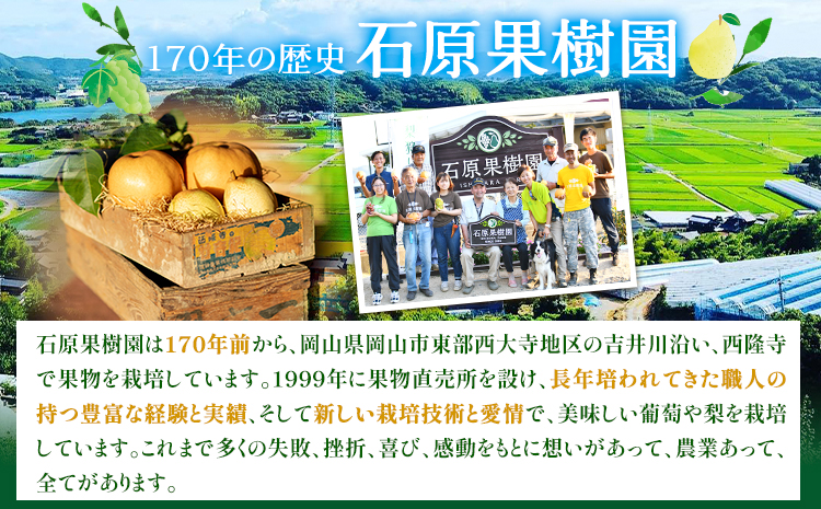 【2026年先行予約】梨 あたご梨 4〜9玉（約4.5kg） 特選箱 石原果樹園 《2026年11月中旬-12月下旬頃より発送予定》岡山県 浅口市 フルーツ 果物 ギフト 贈り物 国産 岡山県産 送料
