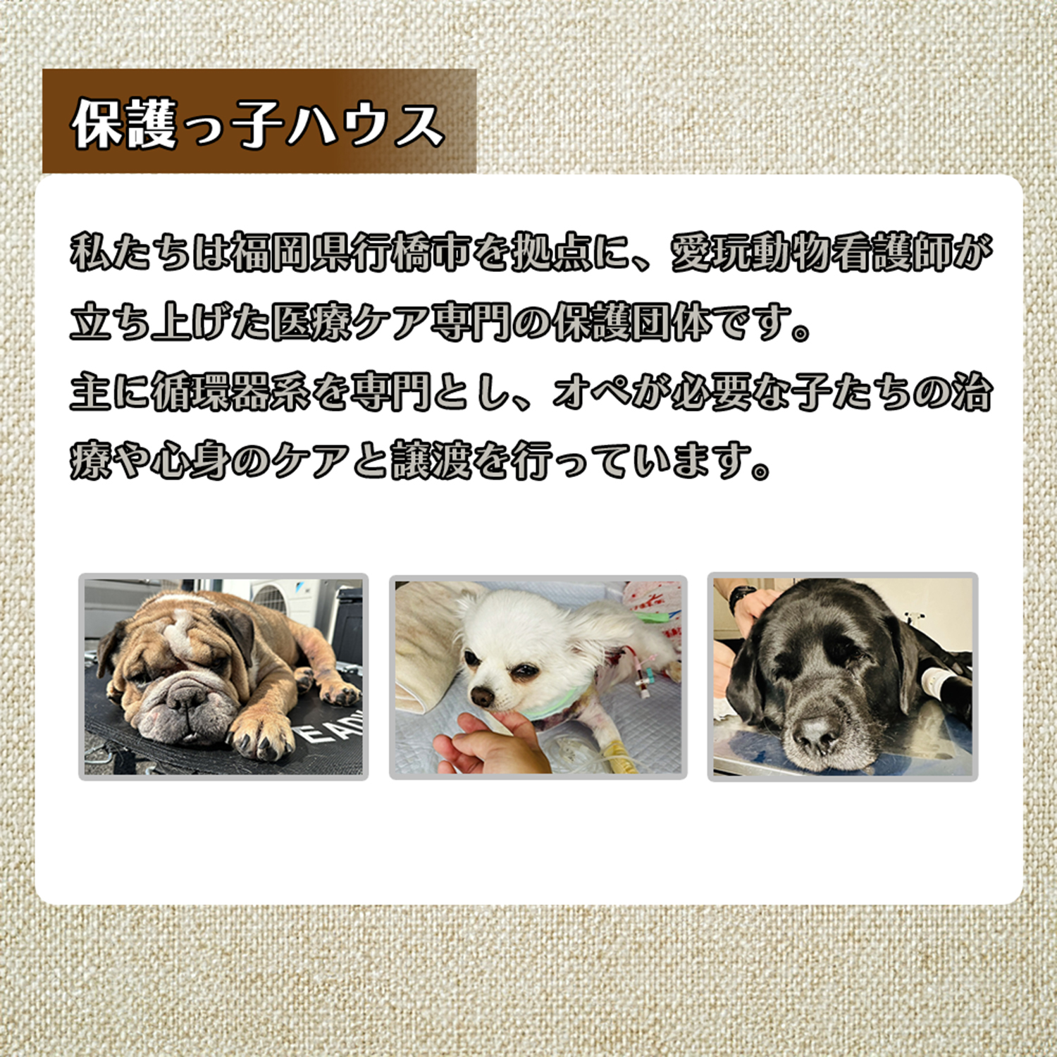 DQ-002_保護犬・保護猫支援！　2,000円コース（返礼品無し）