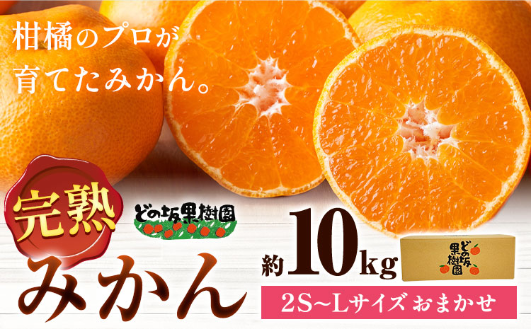 早生 みかん 10kg(2S〜Lサイズ) どの坂果樹園《12月上旬-2月上旬頃出荷予定》 和歌山県 日高川町 早生みかん 柑橘 ミカン 果物 フルーツ くだもの みかん 早生2026年 みかん