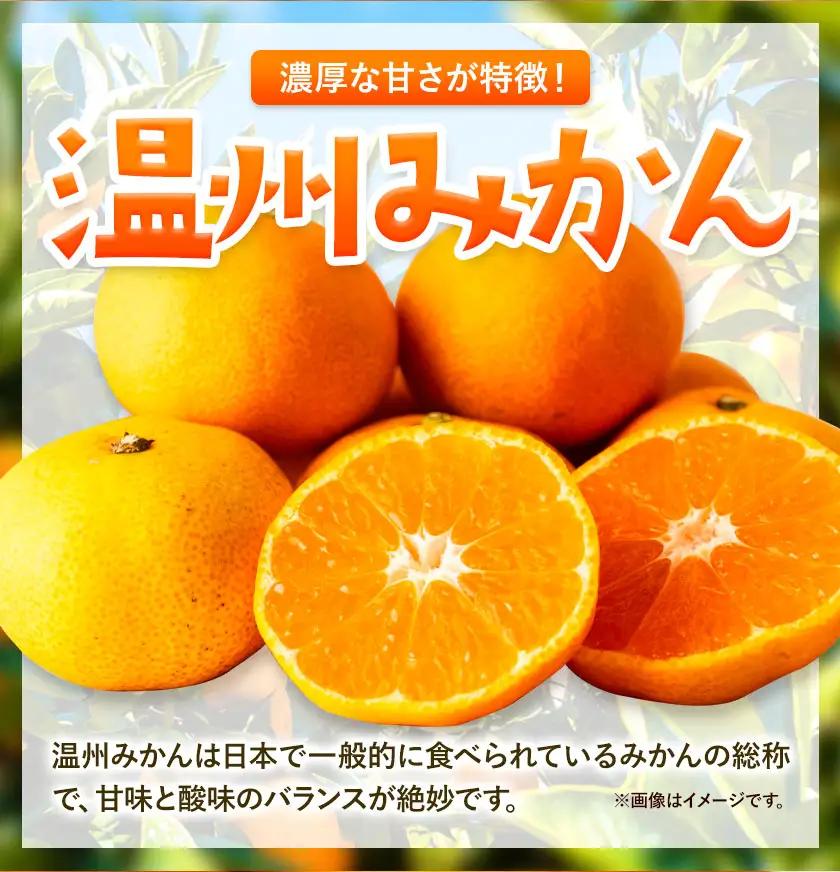 温州みかん 厳選 5kg Sサイズ 小玉みかん GOGO農園 みかん