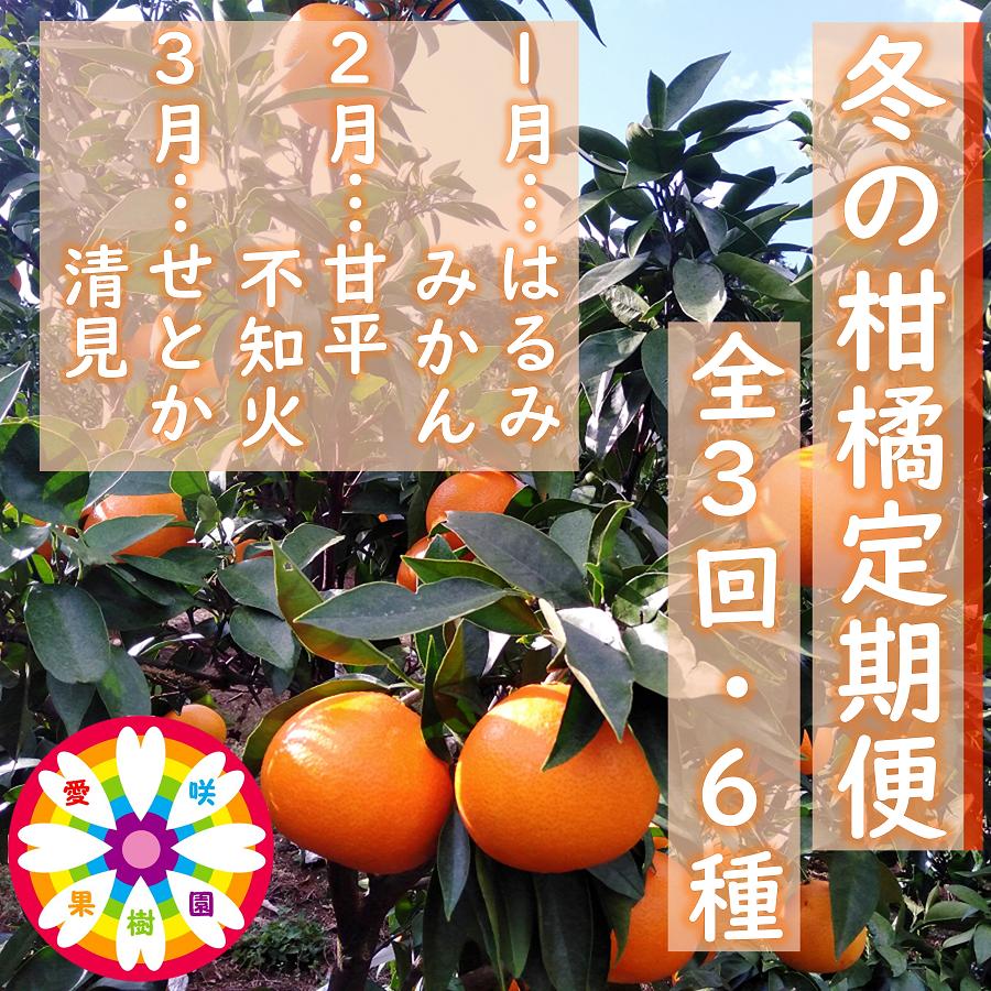 
                  ＜発送月固定定期便＞愛咲果樹園「冬の柑橘定期便」(1月～3月)全3回＜F71-20＞_ みかん ミカン 柑橘 くだもの 果物 フルーツ 青果 定期便 甘平 不知火 せとか きよみ 清見 しらぬい 常温 デザート 産地直送 産直 愛媛 人気 【4013391】 YWTS016
                