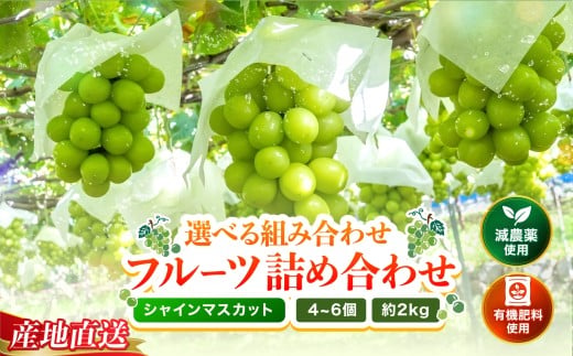 シャインマスカット4～6房 (約2kg) | シャインマスカット マスカット ぶどう ブドウ 葡萄 果物 フルーツ くだもの 大分県産 九州産 大分県 中津市