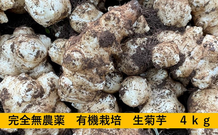 神奈川県産菊芋4ｋｇ〈出荷時期：2025年12月10日出荷開始～2026年2月28日出荷終了〉【 菊芋 きくいも 国産 神奈川県 山北町 】