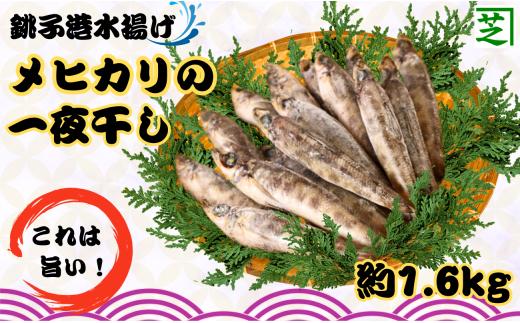 メヒカリ一夜干し 60尾 約1.6kg 銚子港水揚げ 冷凍 めひかり 目光 バラ凍結 無添加 干物 白身魚 焼魚 名物 一夜干し 天ぷら 唐揚げ 海鮮 ひもの 魚  魚介類 深海魚 新鮮 グルメ お取り寄せ 贈り物 人気 おかず おつまみ 酒の肴 朝食 夕食 ふるさと納税 ふるさと納税魚 送料無料 10000 10000円 千葉県 銚子市 シバショウ