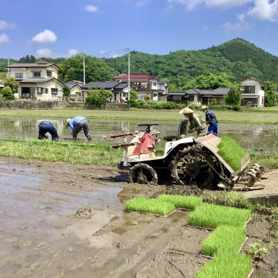 ふるさと納税 大子町 【毎月定期便】アミーゴ米  5kg【白米】(コシヒカリ・天日干し米 ・1年目)茨城県 大子町全3回 |  | 02