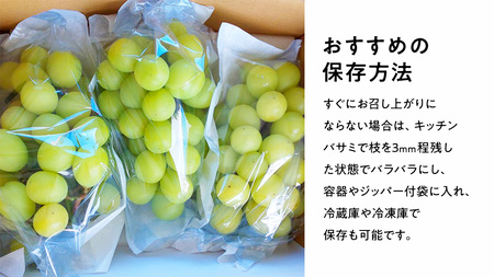 訳あり シャインマスカット 約 1.5kg (2～4房)( 茨城県共通返礼品：石岡市 )