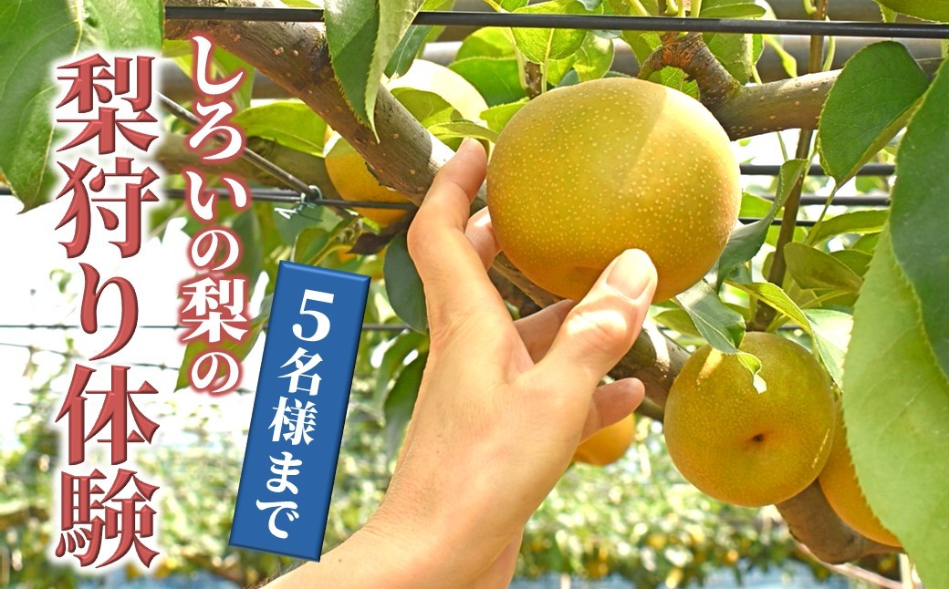 
            梨狩り体験 1グループ5名様 5個まで 梨のもぎ取り 
          