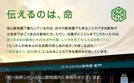 マグカップ　ペンギン（泳）2022 【 旭山動物園 公式 グッズ カップ 日用品 北海道 旭川 】_04592