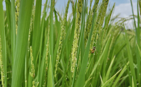 一鹿米 森のくまさん JAS米 白米 5k【株式会社 夢アグリ】