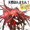 【ふるさと納税】リピーター続出！【訳あり】伊勢海老 選べる容量 ＜180g〜1100g＞ 国産 東洋町産 天然 新鮮 海鮮 ゆず果汁付き 刺身 焼き お祝い 記念日 贈り物