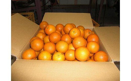 【2026年発送 先行予約】武富農園の奄美たんかん 約5kg Sサイズ