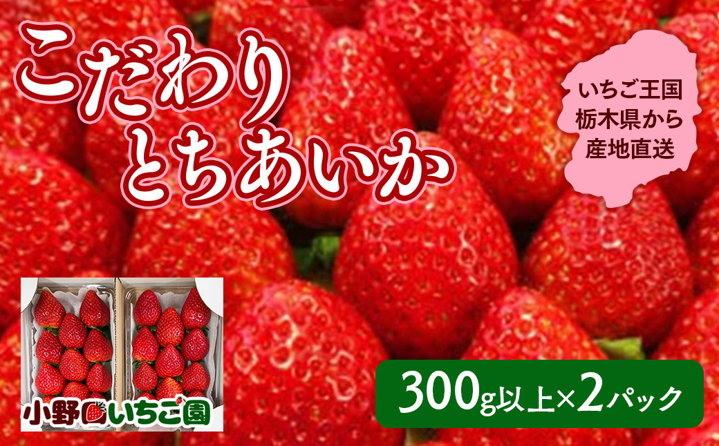 
                  栃木県産 こだわり とちあいか【300g以上×2パック】| 栃木県産とちあいか苺 とちあいか苺 栃木県産とちあいか 栃木県産イチゴ 栃木県産いちご 栃木県産苺 こだわりとちあいか苺 こだわりとちあいかイチゴ こだわりとちあいか こだわり苺 とちあいか イチゴ いちご 苺 トチアイカ ※2026年11月～発送
                