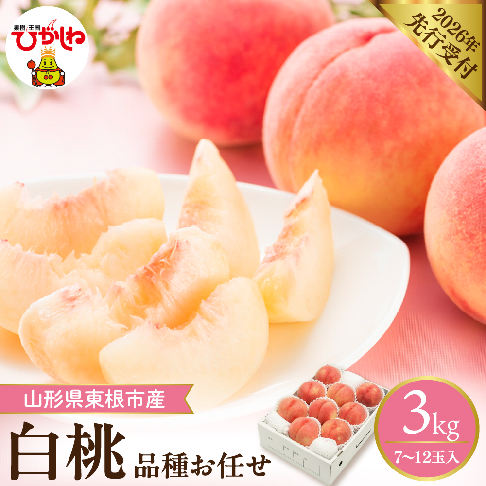 【2026年産先行予約】 採れたて白桃(品種お任せ) 選べる内容量 約3kg (7～12玉) 山形県 東根市　hi026-055