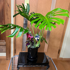 モンステラ＆観葉植物2種類寄せ植え（B1045-1）