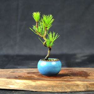 赤石の泉 黒松（鉢植え） S-27