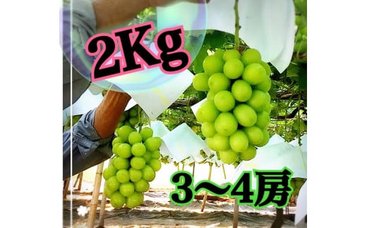 【生産者直送】甘いよ～！こだわりの大粒シャインマスカット 約2キロ（3～4房）【2026年発送】（ISI）B18-155【シャインマスカット 葡萄 ぶどう ブドウ 令和8年発送 期間限定 山梨県産 甲州市 フルーツ 果物】