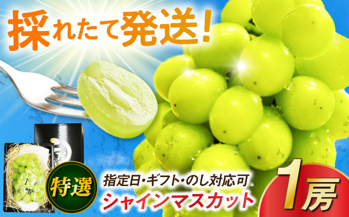 【お中元用/熨斗付】特選シャインマスカット 1房 / フルーツ / 佐賀県 / リフルット株式会社 [41ABAA016]