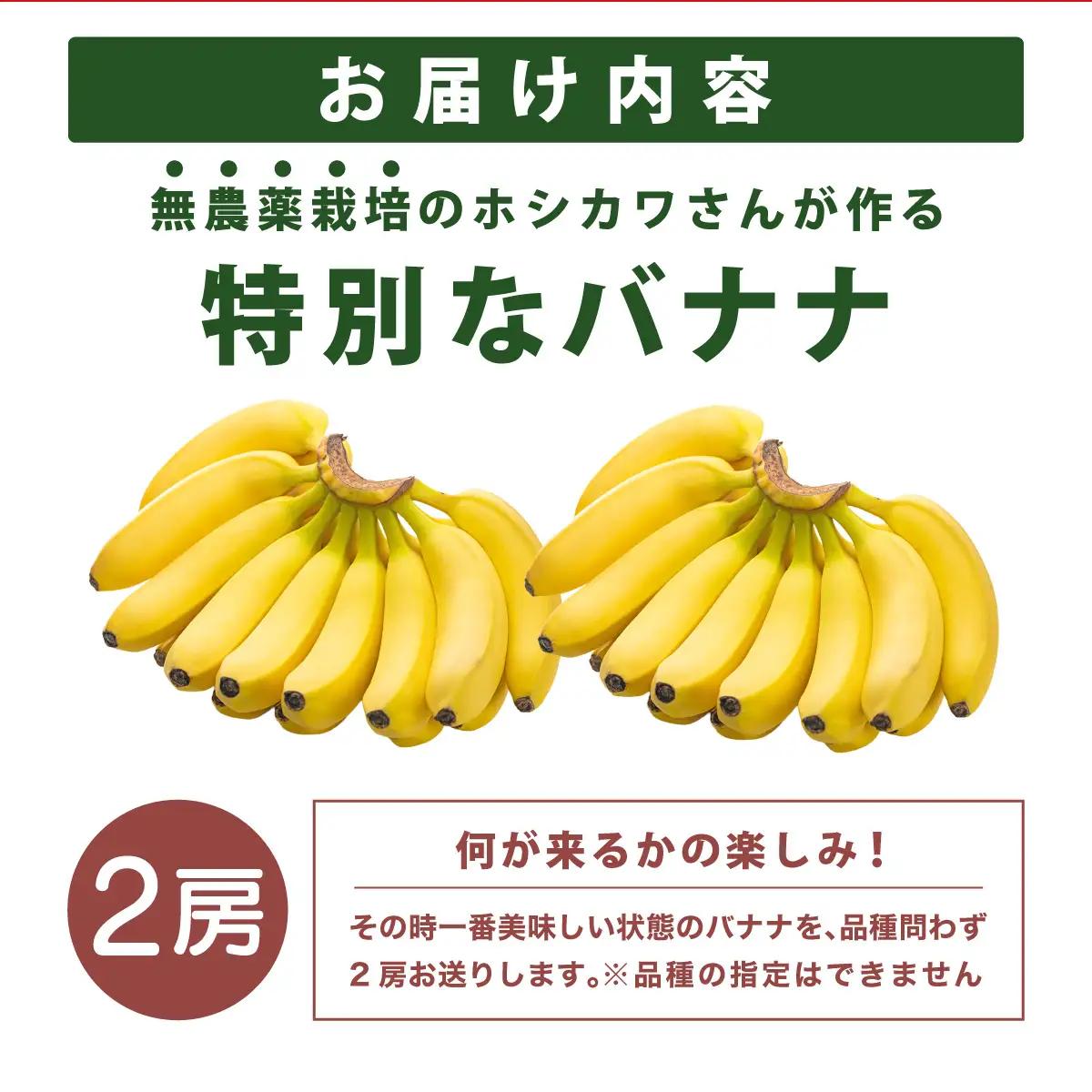 希少！無農薬栽培の千川さんが作る特別なバナナ2房