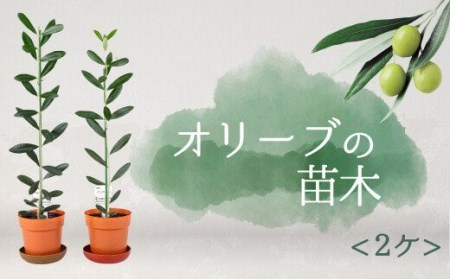 オリーブ 苗木 2本セット 植物 鉢植え 観葉植物 鉢 インテリア 観葉植物