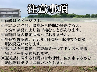 【先行予約】生ニンニク 12個 (直径5cm以上) にんにく 無農薬栽培 ホワイト 六片種 最高級 薬味〈出荷時期:2025年6月1日出荷開始～9月30日出荷終了〉【 大蒜 安心安全 長野県 佐久市 