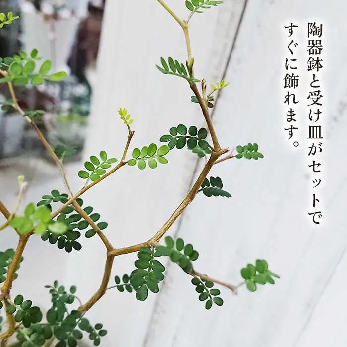 ソフォラ 糸島市 / cocoha [AWB014] 観葉植物 グリーン インテリア 室内
