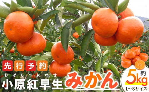 
            【11月下旬頃～発送】小原紅早生みかん 約5kg
          