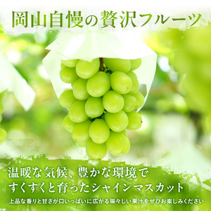 ぶどう 定期便2回 2026年 先行予約 シャイン マスカット 晴王 各月2房（1房600g以上） 岡山県産 シャインマスカット