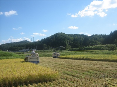 【令和7年産】【定期便3回毎月お届け】七谷産コシヒカリ 精米15kg（5kg×3） 白米 高柳地域産数量限定 昇徳会