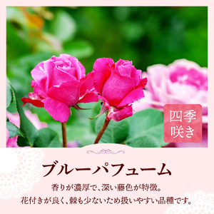 【群馬県千代田】ブルーパフューム　【バラ】　鉢植え　６号鉢　鈴木ガーデン
