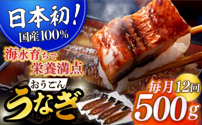 
            ＜全12回定期便＞【日本初！海水で養殖】長崎県産おうごん うなぎ 計6.0kg（約500g×12回） 平戸市 / 松永水産 [KAB143]
          