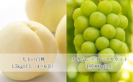 桃 ぶどう 【2025年 先行予約】 晴れの国 おかやま の 白桃 大玉 1.5kg以上(4～6玉) 大きな シャインマスカット 1房900g以上 マスカット ブドウ 葡萄  岡山県産 国産 フルーツ