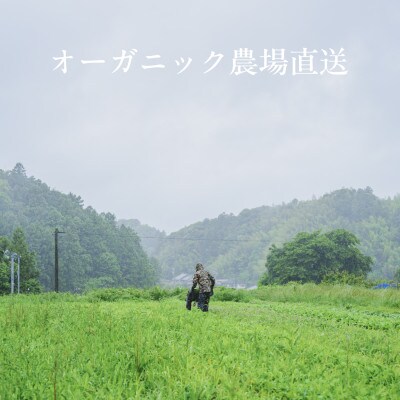 【毎月定期便】しあわせ野菜畑のシェフLセット(訳あり規格外の有機野菜を一部使用)全3回【配送不可地域：離島・北海道・沖縄県・四国・九州】