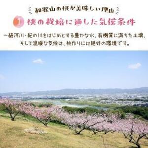 フルーツ王国 和歌山 の 桃 約4kg（fr-07）_ 先行予約 2025年6月中旬から7月下旬発送【MS108】