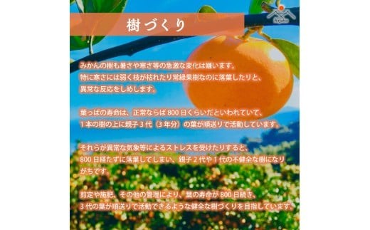 早津みかん園のスイートスプリング 3kg 