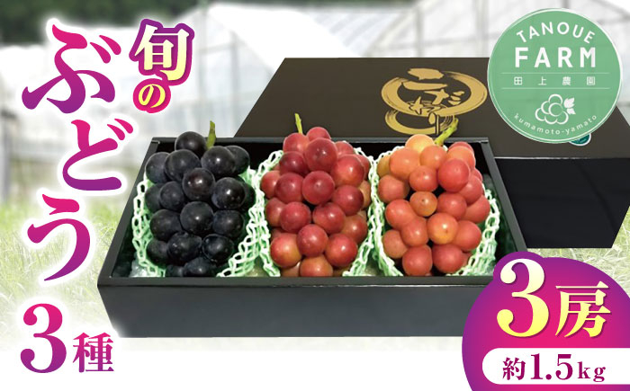 
            【先行予約】【限定数量】熊本県産 ぶどう 食べ比べ 3種セット 約1.5kg 計3房 詰め合わせ 果物 葡萄【田上農園】[YBY006] 
          