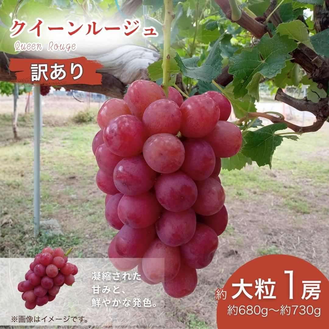 【ふるさと納税】【2026年先行予約】訳あり クイーンルージュ® 大粒(約680g~約730g×1房) | 果物 フルーツ 赤ぶどう 葡萄 ブドウ 種無し 種なし 皮ごと 千曲市 長野県 信州