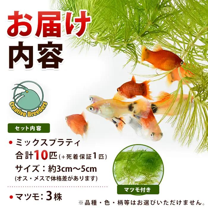 【10営業日以内に発送】ミックスプラティ10匹＋マツモ付き (アクアファームはくと/IB167-004)