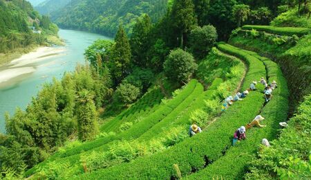 長野県天龍村・中井侍地区のお茶  中井侍銘茶3袋