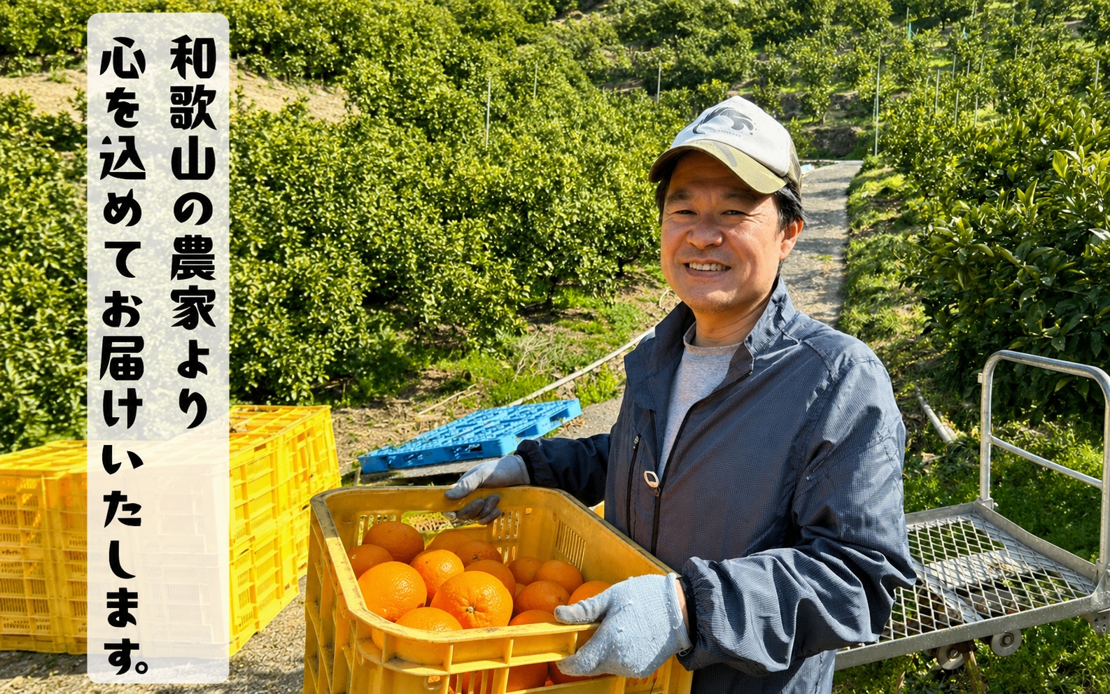 特選 セミノールオレンジ 5kg+200g(補償分)　【2027年4月上旬～5月下旬頃に順次発送予定】【ard265】