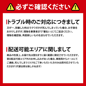 ニジイロクワガタ オスメス ペア飼育セット（オス:60ミリup / メス:フリー）【クワガタ クワガタムシ 昆虫 虫 国産 飼育 セット 夏休み 自由研究 鹿嶋市 茨城県】（KBY-13）
