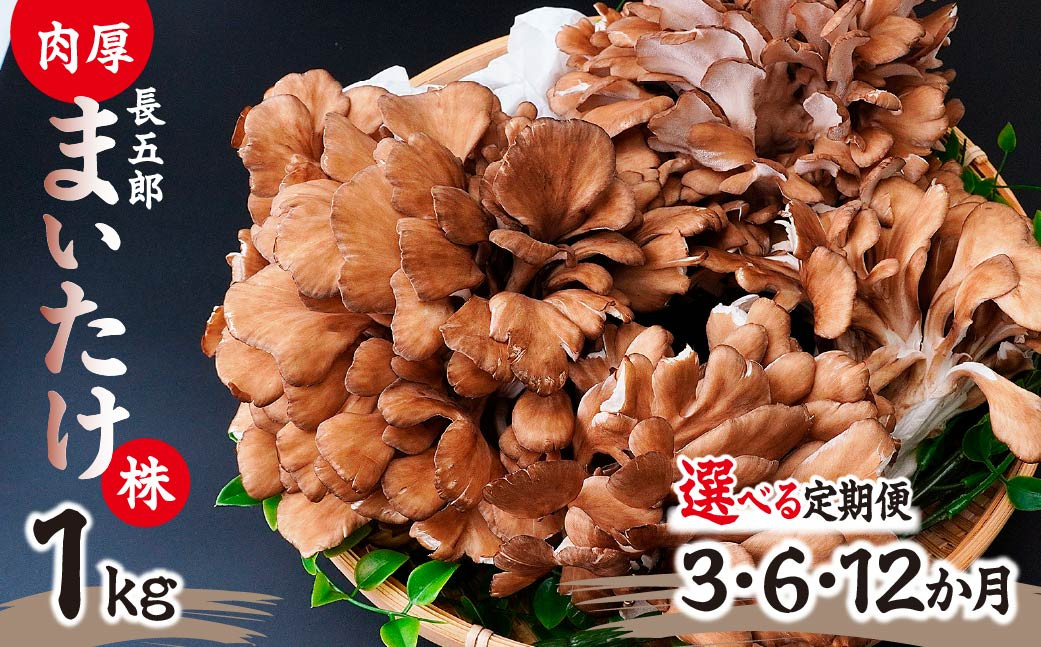 
            【選べる定期便】まいたけ 長五郎まいたけ かぶ 500g×2個 1回分 3ヶ月 6ヶ月 12ヶ月｜舞茸 まいたけ レシピ付き ジューシー ステーキ 天ぷら 炊き込みご飯 舞茸ご飯 ごはん きのこ 野菜 丸ごと 国産 無農薬 安全 安心 食物繊維 健康  カロリー 低い 産地直送 プレゼント ギフト 贈り物 群馬県 前橋市
          