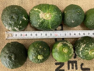 【期間限定】雲の上の青ゆず（２ｋｇ）ユズ 柚子 農薬化学肥料不使用 果物 柑橘 産地直送 ゆずジャム ゆず茶 高知県産 常温便