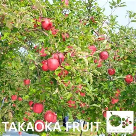 ~信州中野の旬をお届け~ サンふじ　贈答用　約5kg(11～18玉)【高丘フルーツ】【1297195】