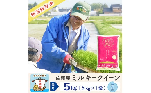 【6か月定期便】佐渡島産ミルキークイーン 無洗米5Kg 令和7年産 特別栽培米