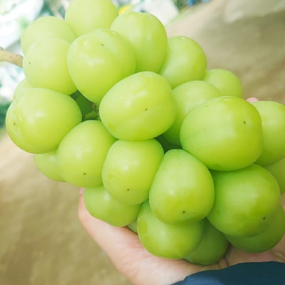 特選!シャインマスカット2房化粧箱入　山梨市産地直送　約500g×2房【配送不可地域：離島】