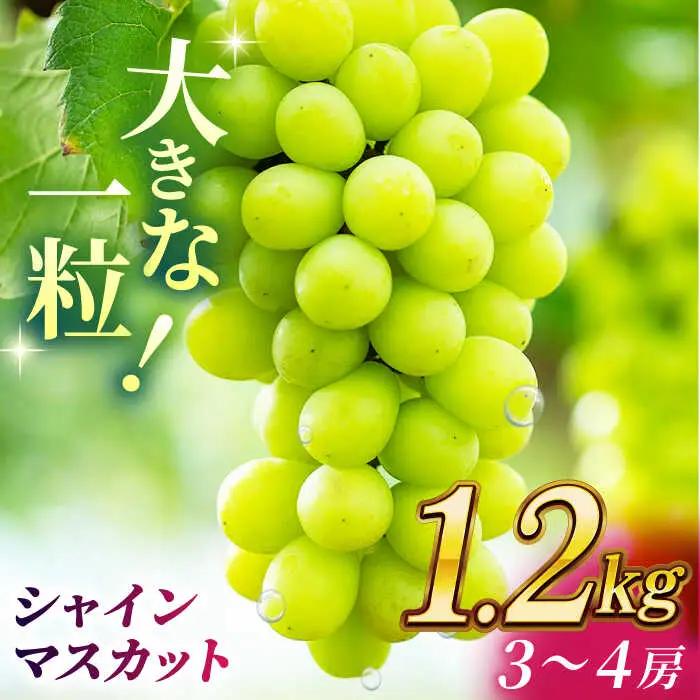 【2026年発送先行予約】シャインマスカット 1.2kg(3?4房)【合同会社 社方園】ぶどう 国産シャインマスカット 熊本県産 葡萄 [ZBZ012]